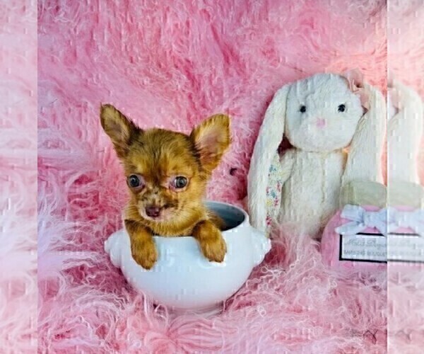 Medium Photo #34 Chihuahua Puppy For Sale in ORLANDO, FL, USA