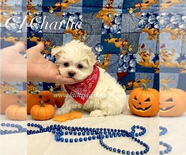 Medium Photo #1 Maltese Puppy For Sale in WINNSBORO, LA, USA