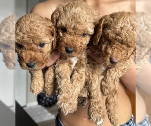 Poodle (Toy) Puppy for Sale in MARYLAND HEIGHTS, Missouri USA