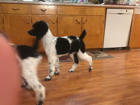Medium Photo #19 Poodle (Standard) Puppy For Sale in AUGSBURG, IL, USA