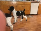 Small Photo #19 Poodle (Standard) Puppy For Sale in AUGSBURG, IL, USA