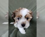 Small #3 Maltese-Poodle (Toy) Mix