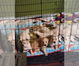 Golden Labrador Puppy for sale in LA LUZ, NM, USA