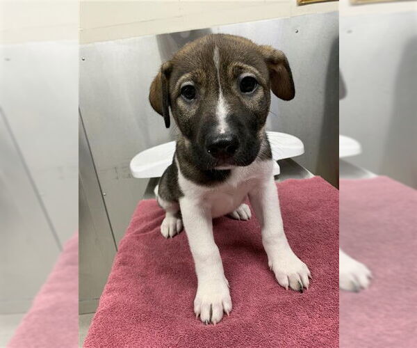 Medium Photo #1 Labsky Puppy For Sale in Fairbanks, AK, USA