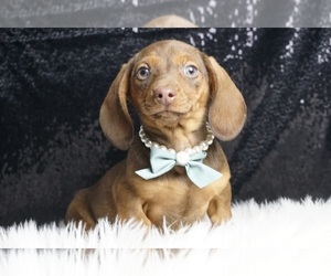Dachshund Puppy for sale in WARSAW, IN, USA