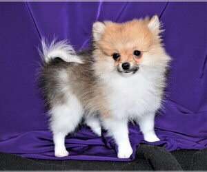 Pomeranian Dog for Adoption in ROCK VALLEY, Iowa USA