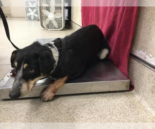 Medium Photo #1 Mutt Puppy For Sale in Riverside, CA, USA