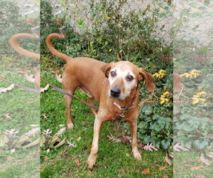 Redbone Coonhound-Unknown Mix Dogs for adoption in Westminster, MD, USA