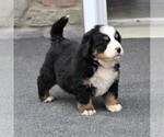 Small Photo #7 Bernese Mountain Dog Puppy For Sale in EPHRATA, PA, USA