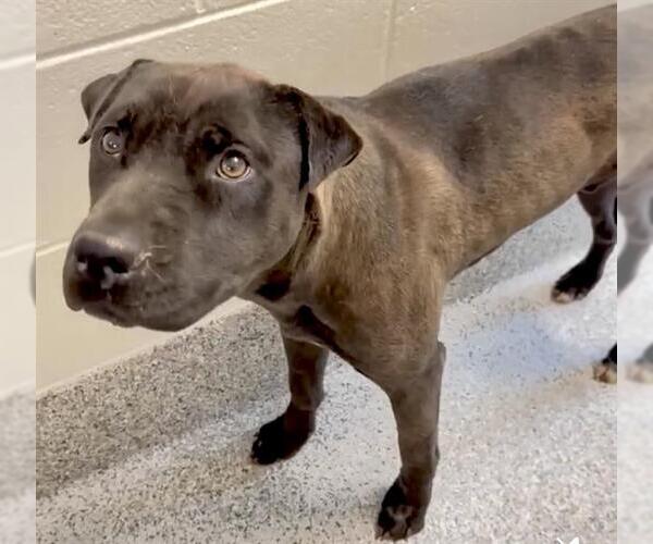 Medium Photo #2 American Pit Bull Terrier-Unknown Mix Puppy For Sale in Houston, TX, USA