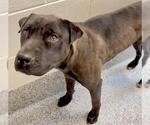 Small #1 American Pit Bull Terrier Mix
