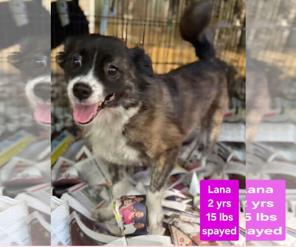 Medium Photo #1 Chihuahua-Unknown Mix Puppy For Sale in Virginia Beach, VA, USA