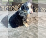 Small #9 Australian Shepherd