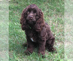 Father of the Cock-A-Poo puppies born on 03/14/2025