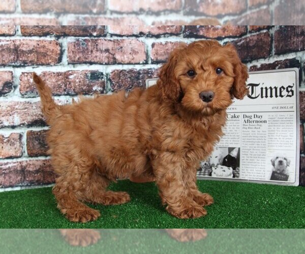 Medium Photo #1 Goldendoodle Puppy For Sale in BEL AIR, MD, USA