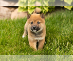 Small Photo #24 Shiba Inu Puppy For Sale in MILLERSBURG, IN, USA