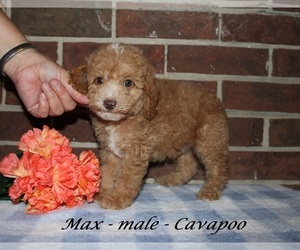 Cavapoo (Miniature) Puppy for sale in CLARKRANGE, TN, USA