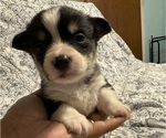 Puppy Puppy 2 Spade Pembroke Welsh Corgi