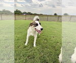 Small #4 Great Pyrenees Mix