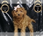 Small Photo #43 Cavapoo Puppy For Sale in WARSAW, IN, USA
