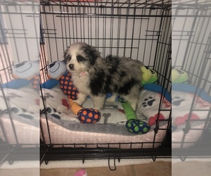 F2 Aussiedoodle Puppy for sale in MILFORD, OH, USA