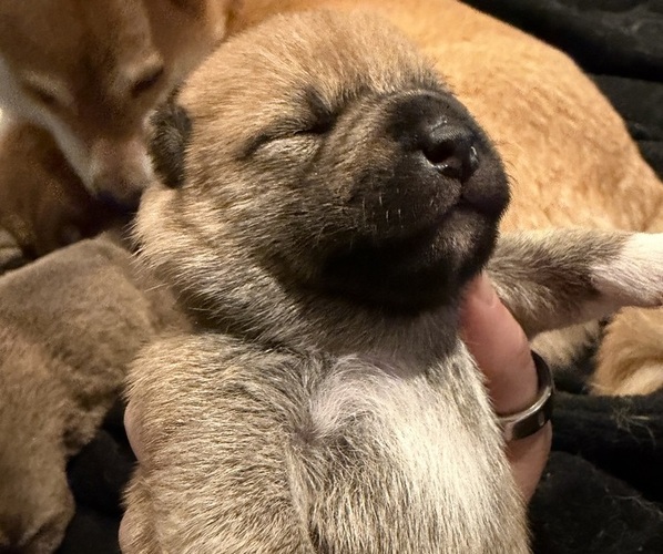 Medium Photo #17 Shiba Inu Puppy For Sale in ZIONSVILLE, IN, USA