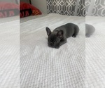 Small #3 French Bulldog