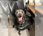 Tator - Male Chihuahua-Unknown Mix Dog for Adoption - Small photo
