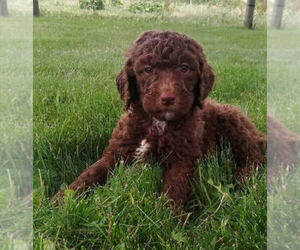 Poodle (Standard) Puppy for sale in MILLERSBURG, OH, USA