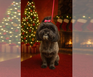 Mother of the Shih Tzu puppies born on 11/06/2025