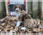 Small Photo #19 F2 Aussiedoodle Puppy For Sale in CHAPEL HILL, NC, USA