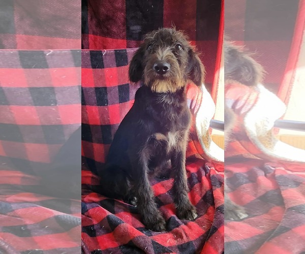 Medium Photo #2 Poodle (Standard)-Unknown Mix Puppy For Sale in SHERBURNE, NY, USA