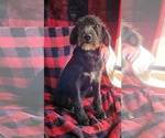 Small #1 Poodle (Standard) Mix