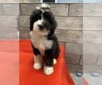 Small Photo #1 Aussie-Poo-Poodle (Miniature) Mix Puppy For Sale in RICHMOND, IL, USA