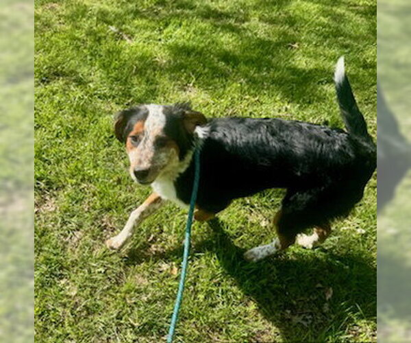 Medium Photo #3 Bernese Mountain Dog-Unknown Mix Puppy For Sale in Sparta, TN, USA