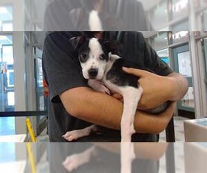 American Pit Bull Terrier-Unknown Mix Dogs for adoption in Oklahoma City, OK, USA