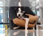 Small American Pit Bull Terrier Mix