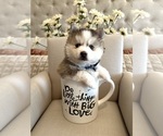Small #4 Pomsky