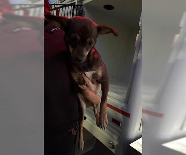 Medium Photo #1 Chihuahua Puppy For Sale in Houston, TX, USA