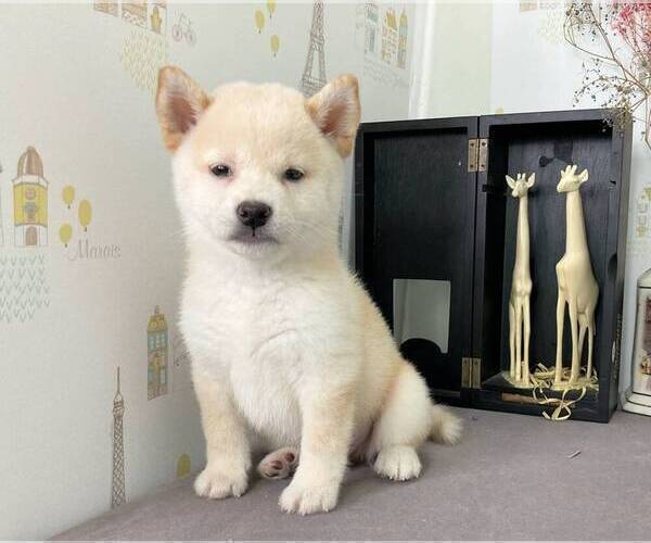 Medium Photo #2 Shiba Inu Puppy For Sale in MANHATTAN, NY, USA