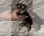 Small #2 Yorkshire Terrier