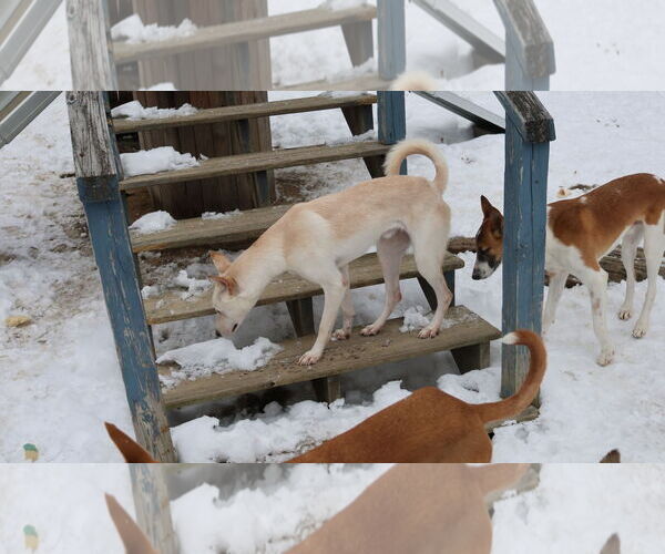 Medium Photo #22 Saluki-Whippet Mix Puppy For Sale in Sebec, ME, USA