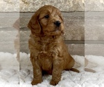 Puppy Leo Goldendoodle (Miniature)