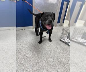 Labrador Retriever Dogs for adoption in Pasadena, TX, USA