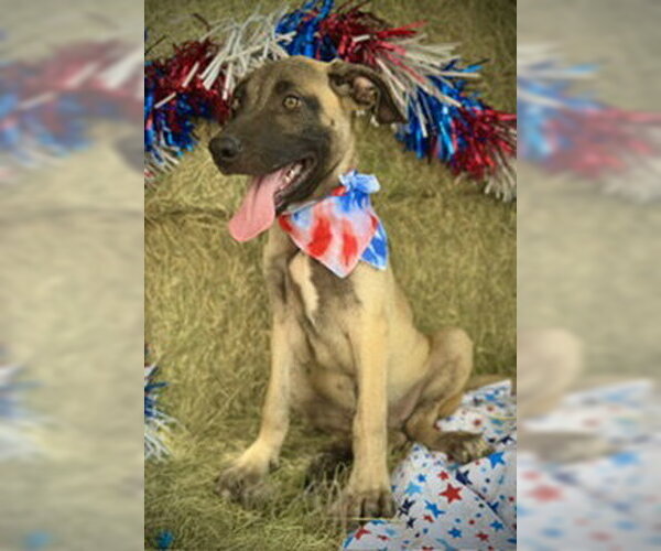 Medium Photo #7 Black Mouth Cur-Unknown Mix Puppy For Sale in Pleasanton, TX, USA
