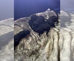 Image preview for Ad Listing. Nickname: Black boy