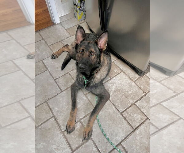 Medium Photo #1 German Shepherd Dog-Unknown Mix Puppy For Sale in Brewster, NY, USA