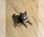 Small #1 Australian Terrier-German Shepherd Dog Mix
