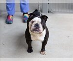 Small Photo #1 Bulldog Puppy For Sale in Martinez, CA, USA