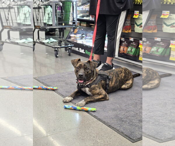 Medium Photo #4 Labrador Retriever-Plott Hound Mix Puppy For Sale in Minneapolis, MN, USA